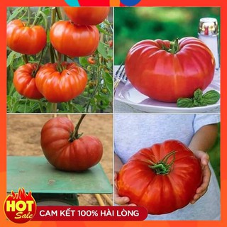 Hạt giống cà chua khổng lồ 1kg/ quả
