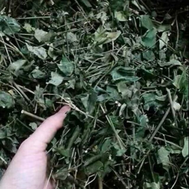 Chè vằng khô