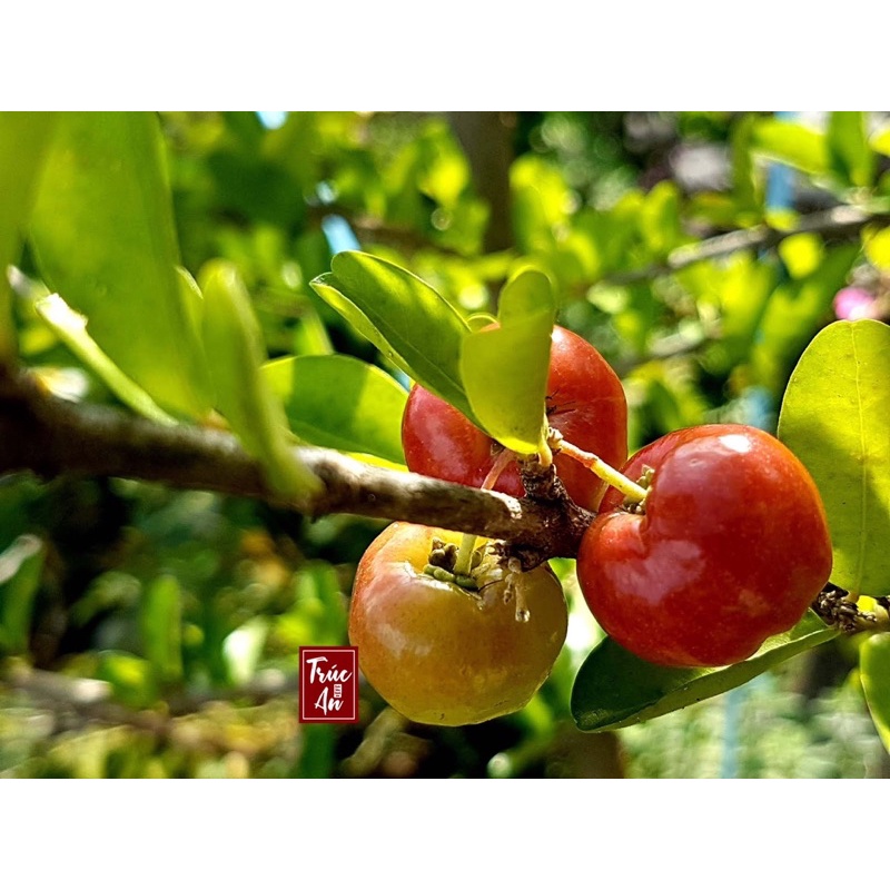 [CHỈ GIAO HCM]  Cây sơ ri Thái cao khoẻ nhiều hoa đang đậu trái. Cây đã thuần khí hậu HCM bảo đảm sống tốt