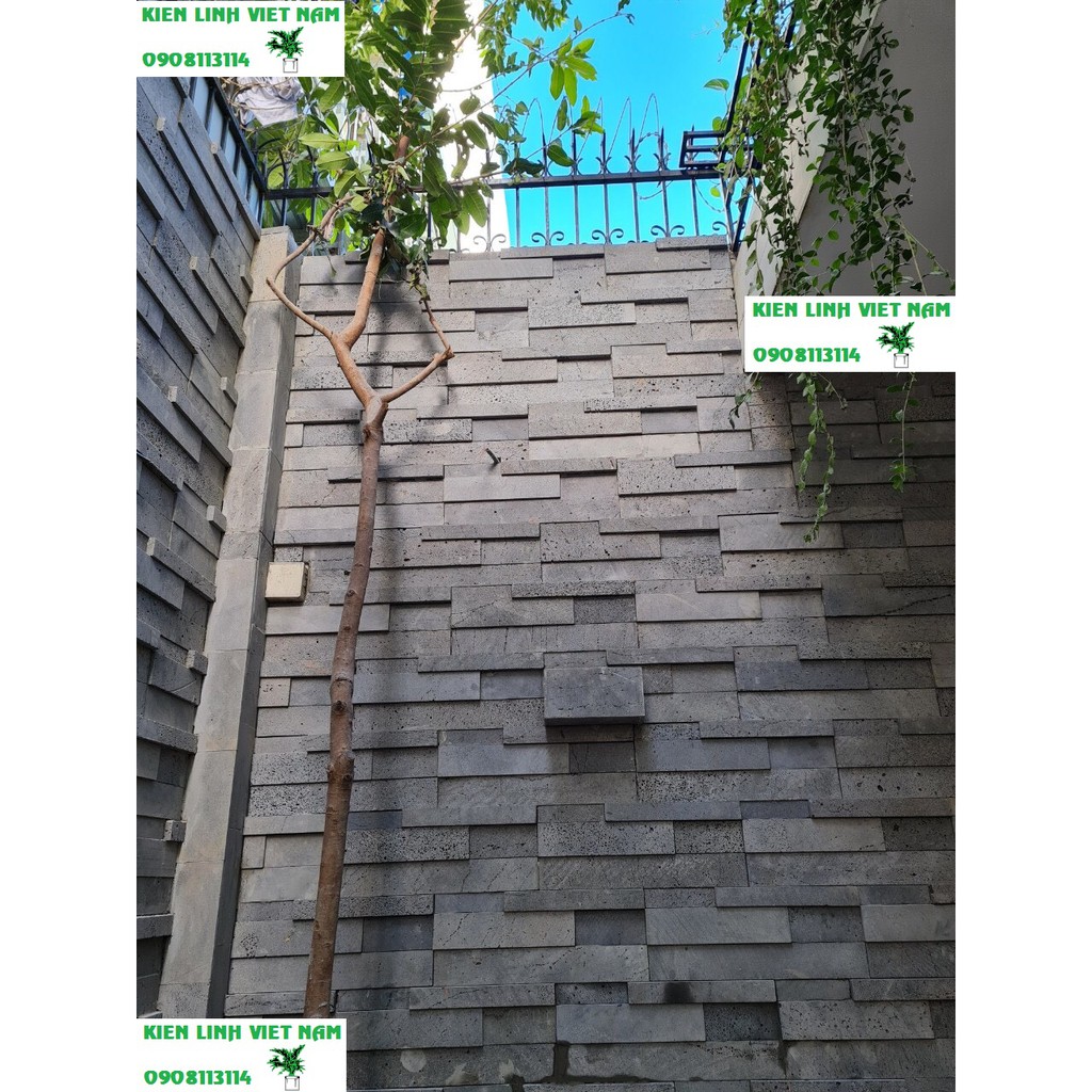 Chậu cây treo tường ban công hình chữ nhật KT S10xR15xD20cm bằng đá ong xám tự nhiên trồng cây cảnh ốp tường