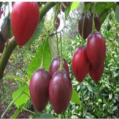 Hạt giống cà chua thân gỗ tamarillo 10 hạt - TẶNG 5 viên nén ươm hạt giống - HG1