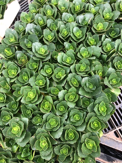 Cây sống đời kép nhiều màu