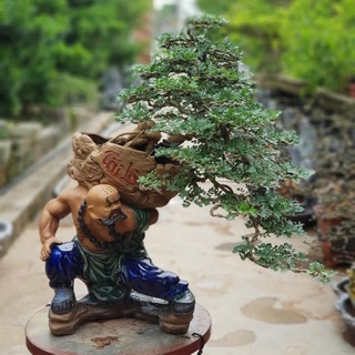 TƯỢNG CHẬU TRỒNG CÂY BONSAI TIỂU CẢNH