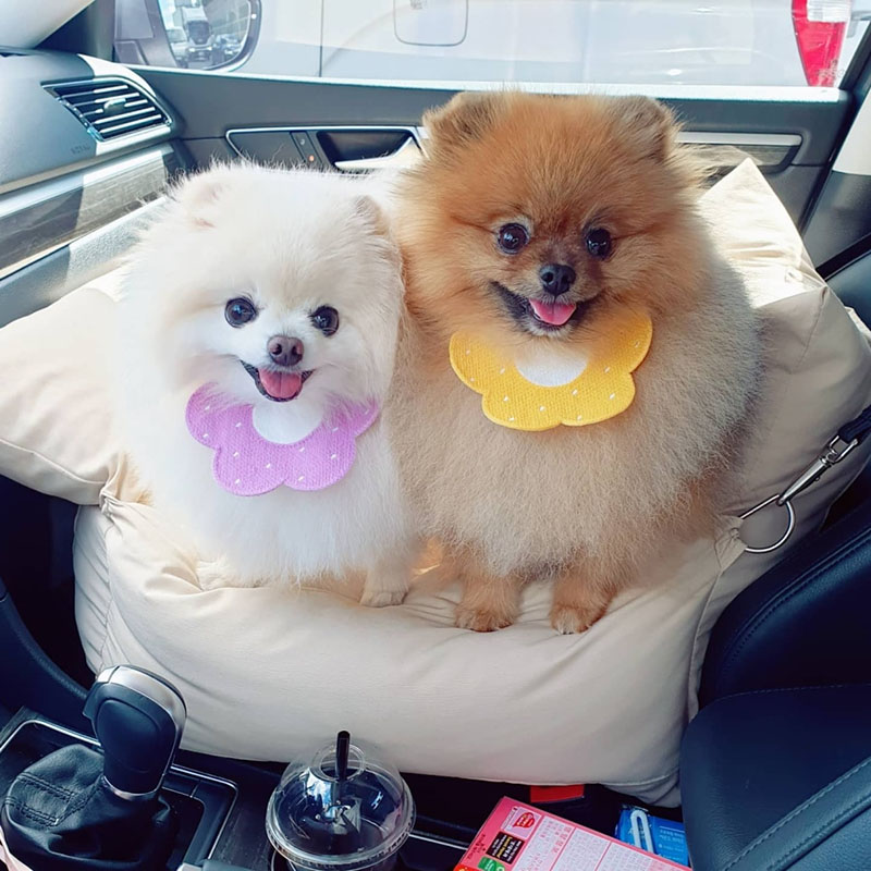 Khăn Yếm In Hoa Và Chú Ong Dễ Thương Thông Dụng Thời Trang Cho Thú Cưng