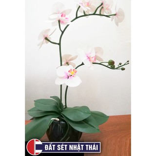 Đất Sét Nhật dùng học làm Hoa Đất Sét Bất Tử Cực Đẹp