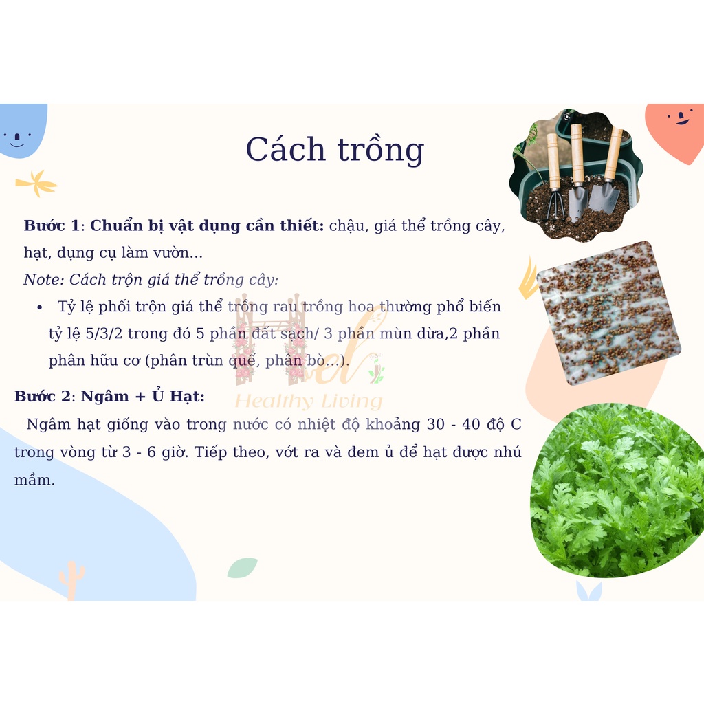 Hạt Giống Rau Tần Ô ( Cải Cúc ) - Trồng Hạt Giống Rau Củ Quả Bằng Đất Sạch, Xơ Dừa, Mùn Dừa Và Phân Bón Hữu Cơ