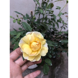 Hồng Ngoại Molineux (hồng bụi, hoa thơm)