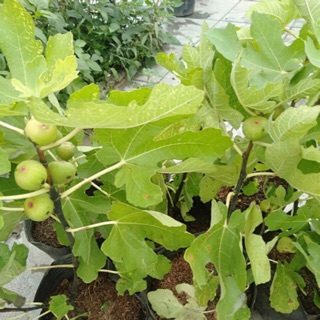 Cây giống sung mỹ nhập