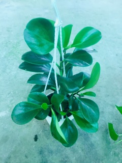 TRƯỜNG SINH XANH CHẬU TREO MINI