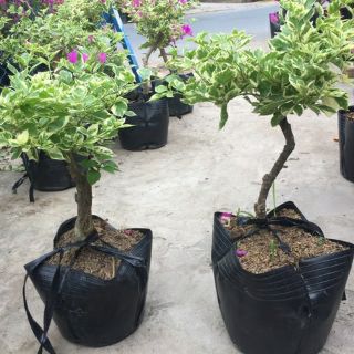 Cây bông giấy cẩm  thạch