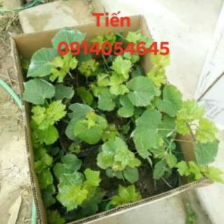Nho móng tay 152 ( Nho Ninh Thuận)