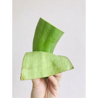 Bơ 034 organic