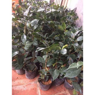 [FREESHIP - Xả Khô Máu] hoa trà  mi