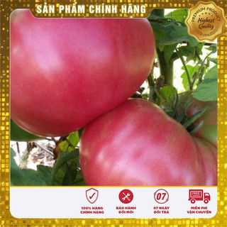 Hạt giống cà chua Hồng ( 30 hạt)