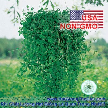 100h Hạt Giống Bạc Hà PennyRoyal (B3.302| C26*W35)