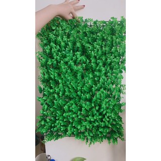 cỏ tai chuột trang trí cao cấp