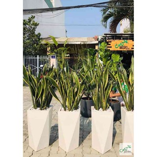 Cây lưỡi hổ vàng cao