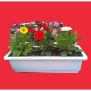 Combo 10 chậu chữ nhật thông minh 48cm