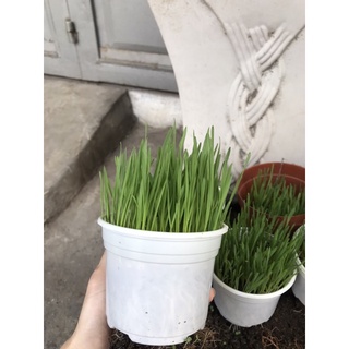 Cỏ mèo tươi trồng sẵn