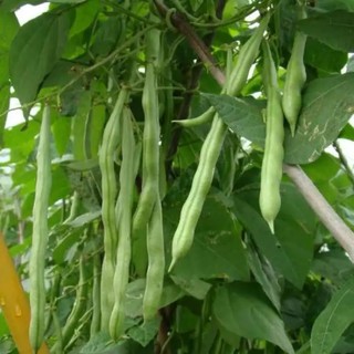 Hạt giống đậu cove hạt trắng dạng leo của Sen Vàng Seeds