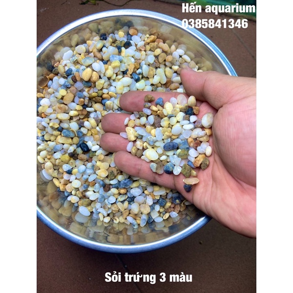 Sỏi trứng 3 màu trang trí túi 100gr