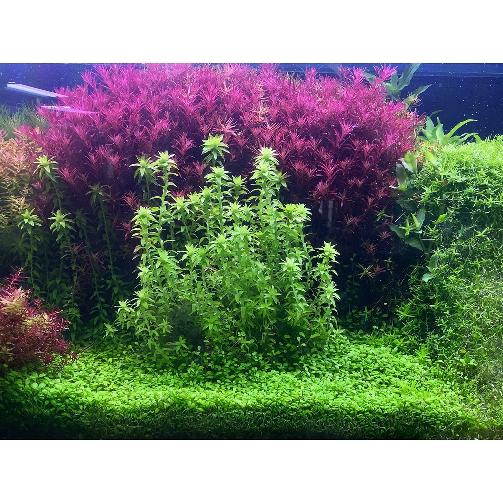 Phân nước thủy sinh All in One Pro