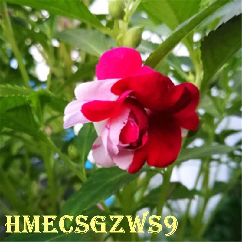 Hạt giống hoa bóng nước kép đầy màu sắc Tỷ lệ nảy mầm lên đến 99%  50h