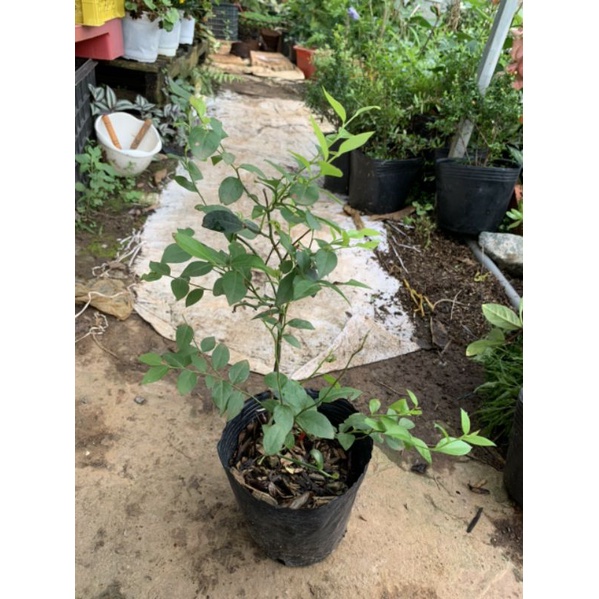 Cây giống Việt Quất tứ quý  trưởng thành, ra trái 4 mùa quanh năm - giống siêu trái, cao 40-60cm