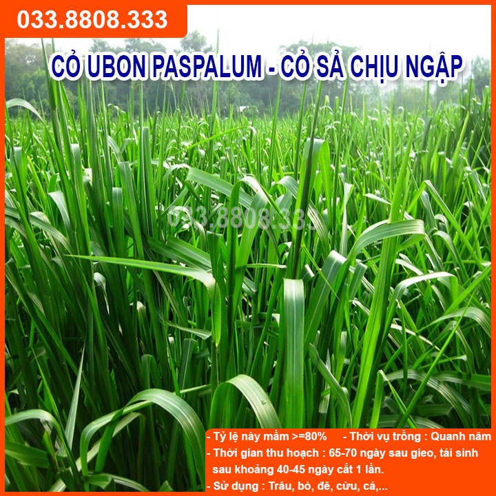 Hạt giống cỏ Ubon Paspalum - Cỏ xả chịu ngập gói 500g - Cỏ Chăn Nuôi Gia Súc