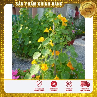 Hạt Giống Hoa Sen Cạn 15 Hạt
