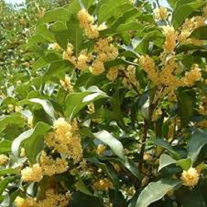 Cây hoa mộc hương ta hoa vàng cao trên 1,5m