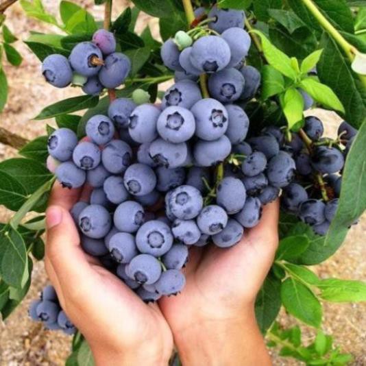 CÂY GIỐNG VIỆT QUẤT