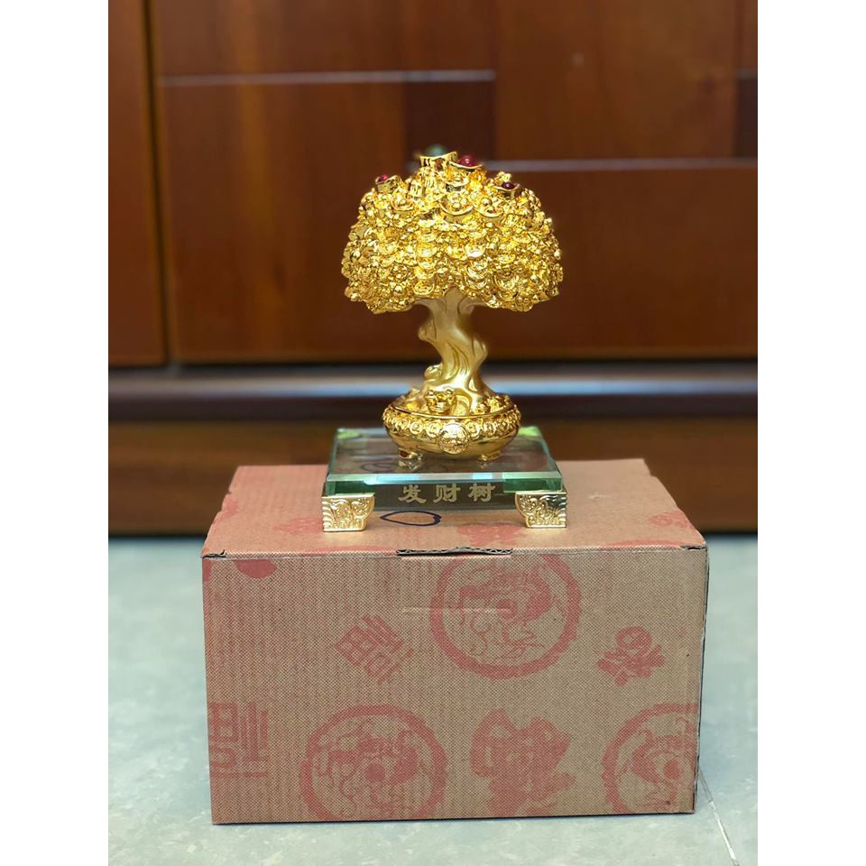 Cây tiền vàng đế thủy tinh cao 14cm