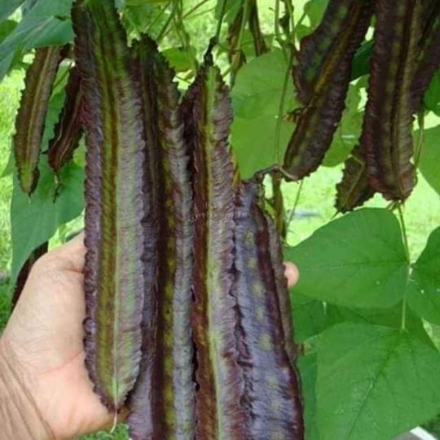 Đậu rồng  tím  thái lan