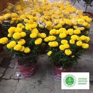 50 Hạt giống Vạn thọ Mỹ (tặng gói Kích nẩy mầm và Hướng dẫn) THUTHUY