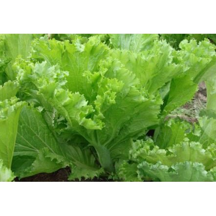 Hạt giống cải bẹ mào gà 10gr (cải bẹ xoăn)
