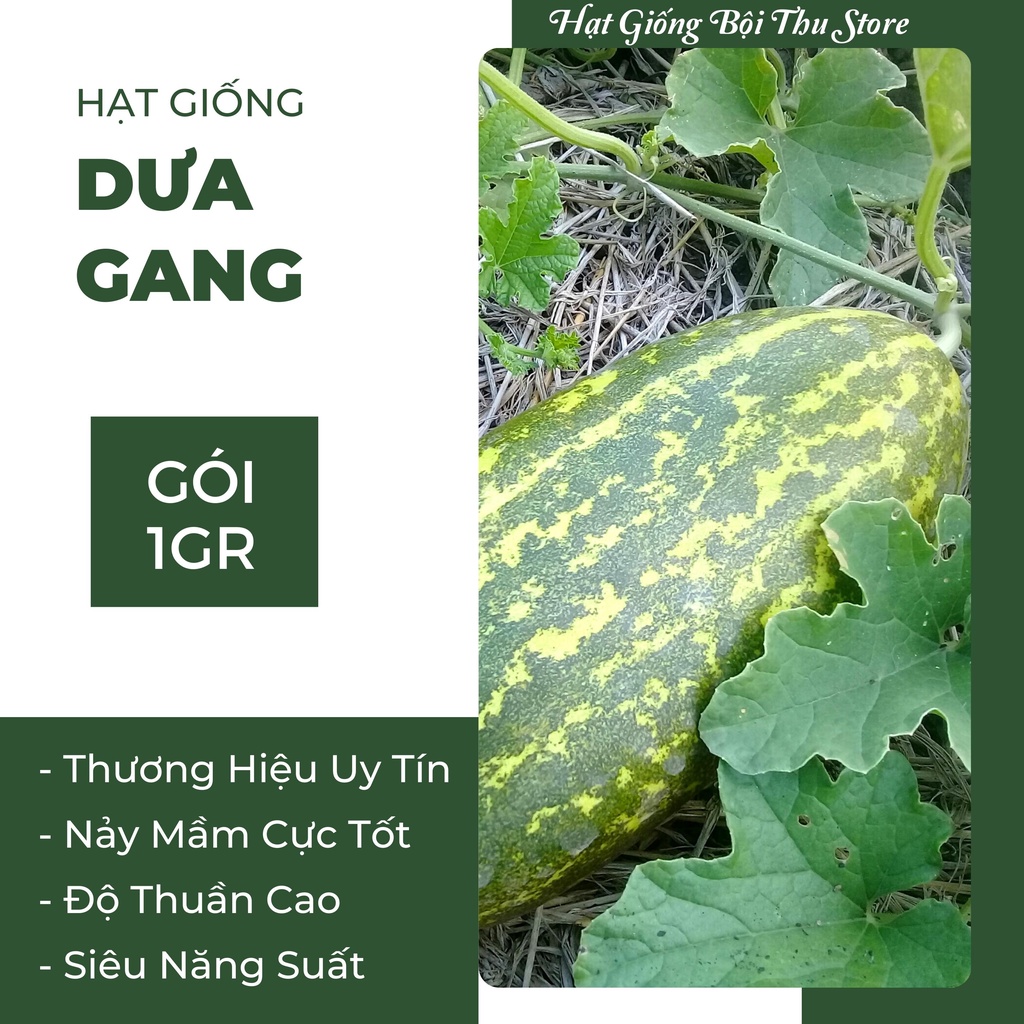 Hạt Giống Dưa Gang Cao Sản Trồng Quanh Năm, Thơm Ngon, Dễ trồng (Gói 1gr) - Shop Hạt Giống Bội Thu