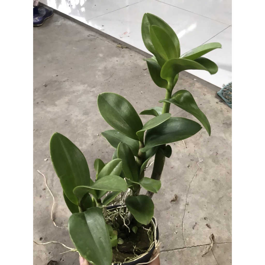 Hoa lan denro nắng bò hồng