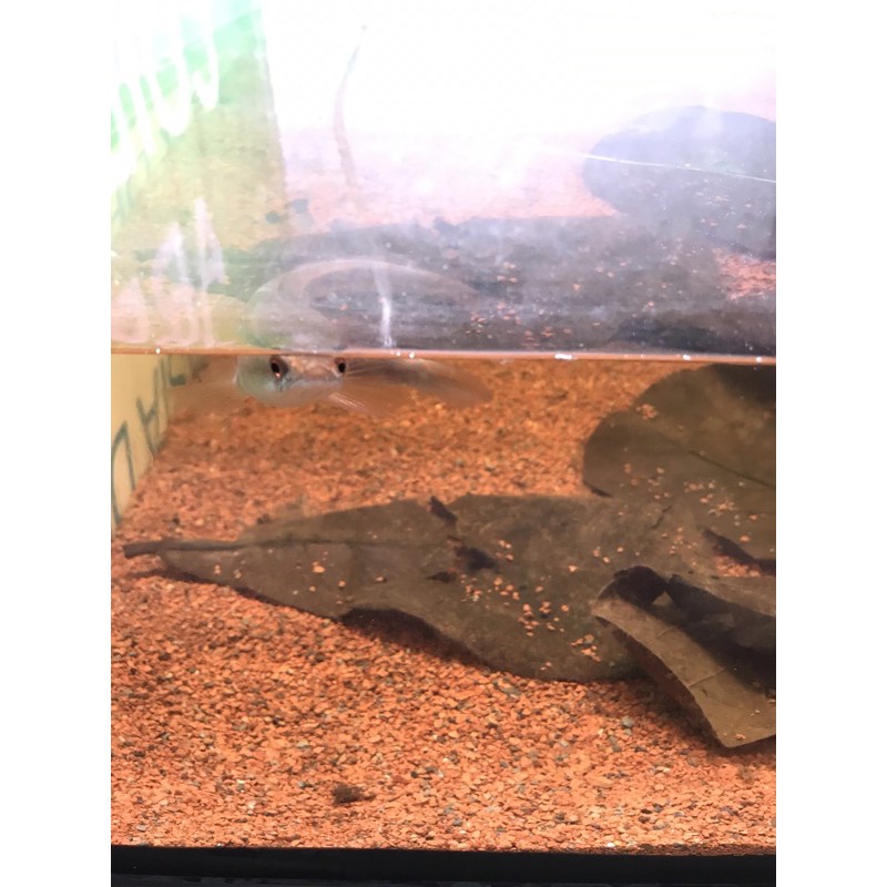 Sạn Gốm Ceramic trải nền hồ thủy sinh, hồ cá