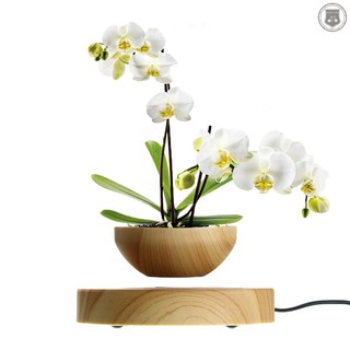 Chậu Cây Cảnh Nam Châm Trang Trí Nội Thất