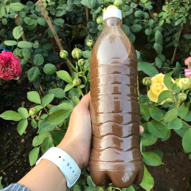 Dịch trứng chuối humic