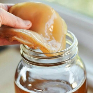 Kombucha Scoby Siêu Ú 80gr kèm nước mồi