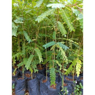 Cây giống bồ kết 05 cây