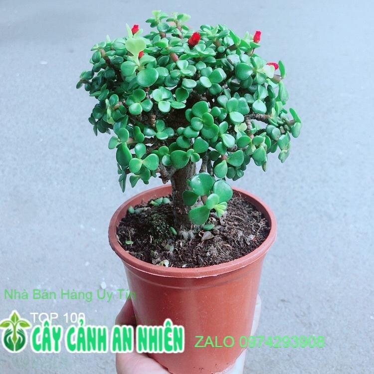 Cây Cành Vàng Lá Ngọc Thân Cổ Thụ