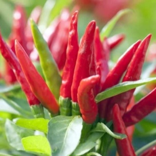 HẠT GIỐNG ỚT CHÙM CHỈ THIÊN