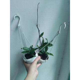 Lan cẩm cù đủ màu