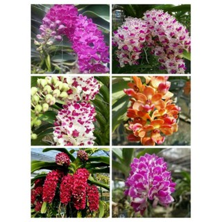 Lan đai châu Thái đủ màu giá tận vườn