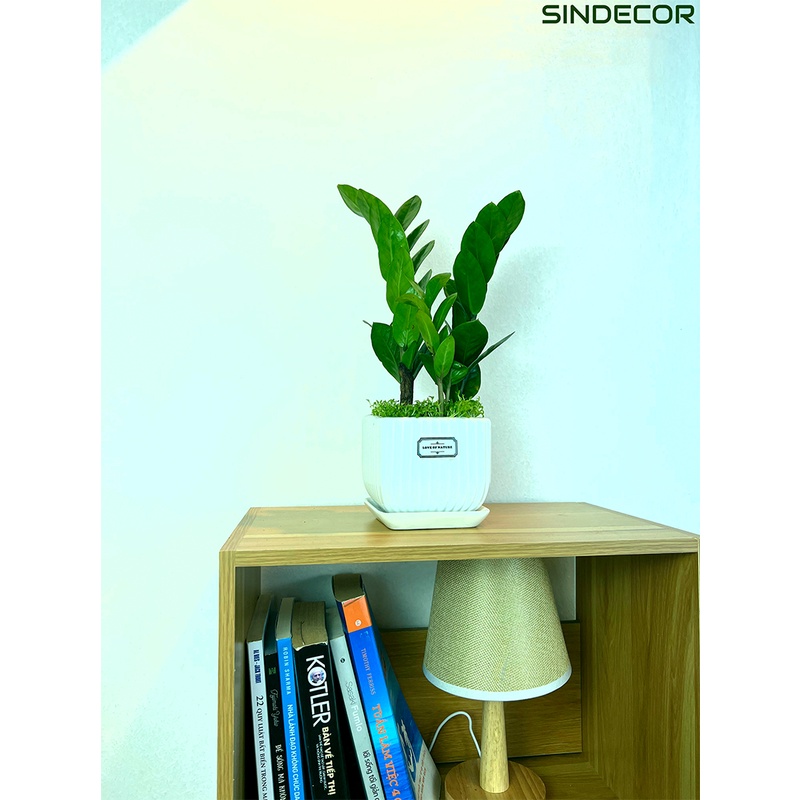 Cây kim tiền - kim phát tài để bàn kèm chậu gốm tráng men, giao hoả tốc HCM - Sindecor