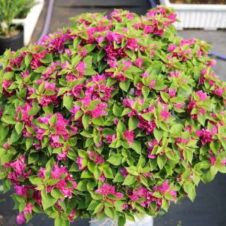 Cây Bông Giấy Mỹ Bông Khủng