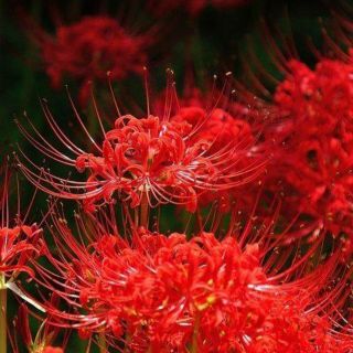 Củ Hoa Bỉ Ngạn 5 màu